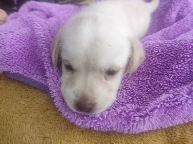 Щенки Лабрадора - изображение 1