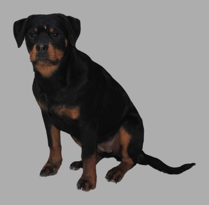 Ротвейлер - изображение 1