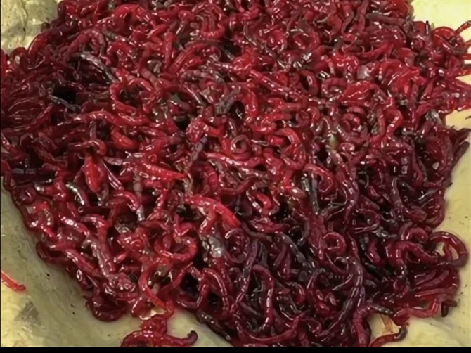 Продам оптом Мотыль мормыш коретра - изображение 1