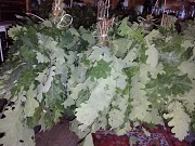 Продам веники дубовые