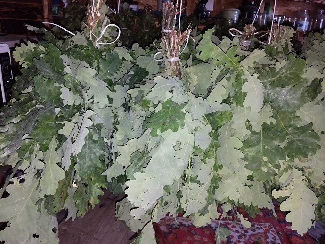 Продам веники дубовые - изображение 1